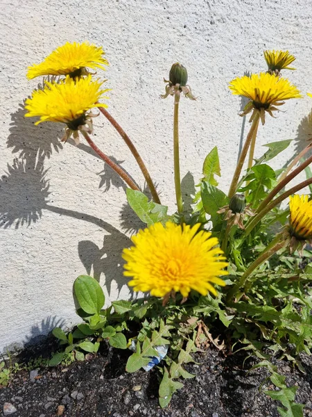 Dandelion Musim Semi Dekat Dinding Rumah Dan Bayangan Mereka — Stok Foto