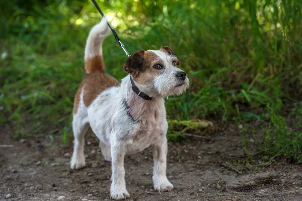Vieux Jack Russell Terrier Dans Herbe Découvre Monde — Photo