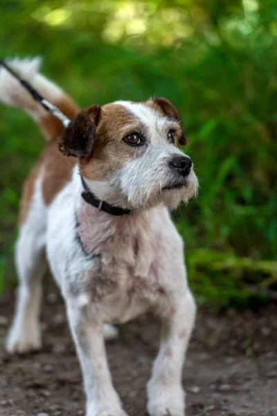 Gamle Jack Russell Terrier Gräset Upptäcker Världen — Stockfoto