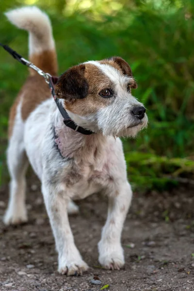 Yaşlı Jack Russell Terrier Çimlerin Üzerinde Dünyayı Keşfediyor — Stok fotoğraf