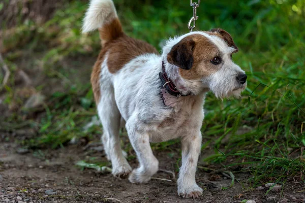 Oude Jack Russell Terrier Het Gras Ontdekt Wereld — Stockfoto