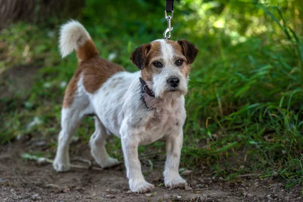 Vieux Jack Russell Terrier Dans Herbe Découvre Monde — Photo