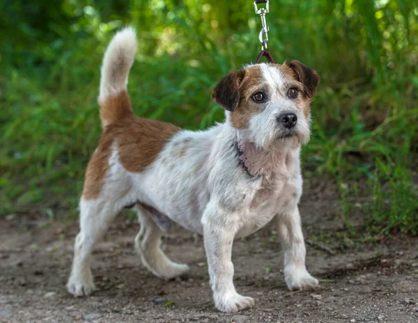 Oude Jack Russell Terrier Het Gras Ontdekt Wereld — Stockfoto