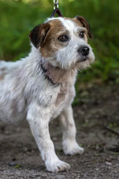 Oude Jack Russell Terrier Het Gras Ontdekt Wereld — Stockfoto