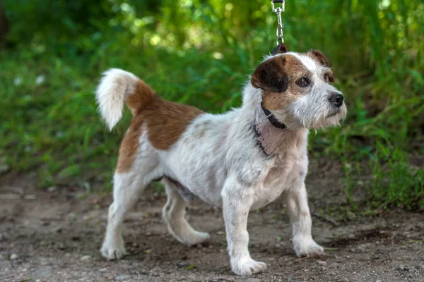 Oude Jack Russell Terrier Het Gras Ontdekt Wereld — Stockfoto