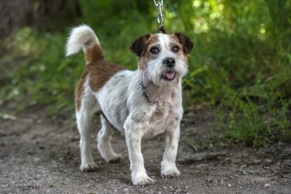 Starý Jack Russell Teriér Trávě Objevuje Svět — Stock fotografie