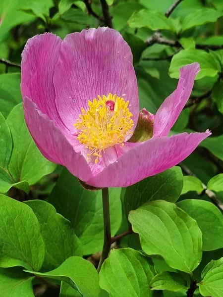 森の中のピンク色のクリミア牡丹 Paeonia Daurica ヤルタクリミア半島 — ストック写真