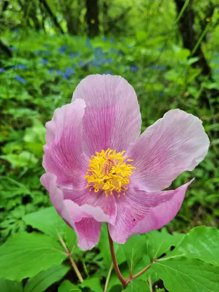 森の中のピンク色のクリミア牡丹 Paeonia Daurica ヤルタクリミア半島 — ストック写真