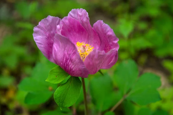 森の中のピンク色のクリミア牡丹 Paeonia Daurica ヤルタクリミア半島 — ストック写真