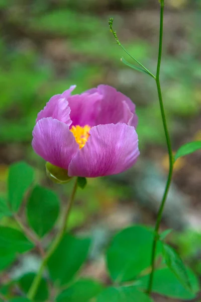 森の中のピンク色のクリミア牡丹 Paeonia Daurica ヤルタクリミア半島 — ストック写真