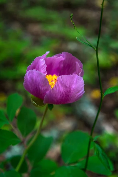 森の中のピンク色のクリミア牡丹 Paeonia Daurica ヤルタクリミア半島 — ストック写真