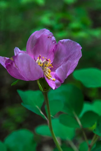 森の中のピンク色のクリミア牡丹 Paeonia Daurica ヤルタクリミア半島 — ストック写真