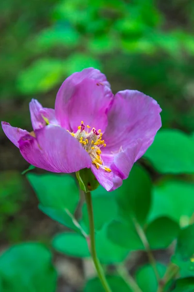 森の中のピンク色のクリミア牡丹 Paeonia Daurica ヤルタクリミア半島 — ストック写真