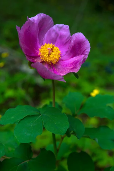 森の中のピンク色のクリミア牡丹 Paeonia Daurica ヤルタクリミア半島 — ストック写真