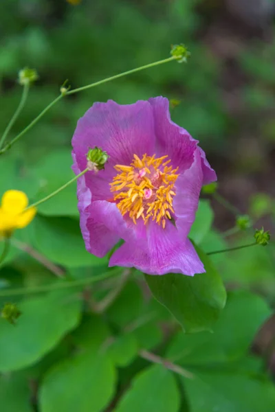 Pivoňka Růžová Paeonia Daurica Lese Jalta Krym — Stock fotografie