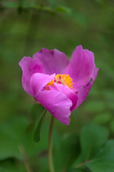 Pink Crimean Peony Paeonia Daurica Forest Yalta Crimea — Stock Photo, Image