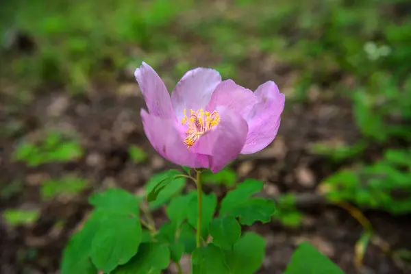 森の中のピンク色のクリミア牡丹 Paeonia Daurica ヤルタクリミア半島 — ストック写真