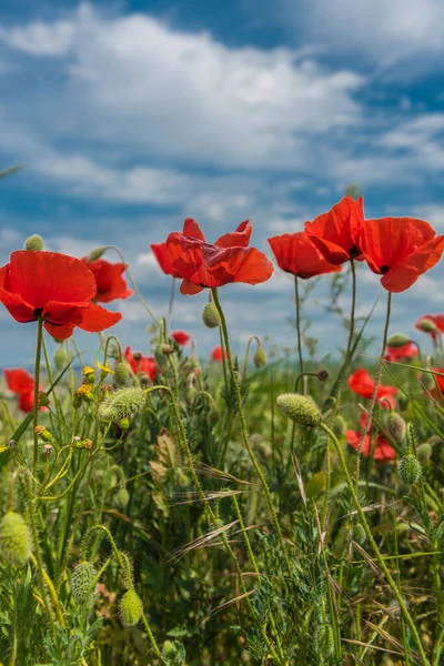 Röda Vallmo Ett Fält Bland Grönt Gräs Och Blå Himmel — Stockfoto