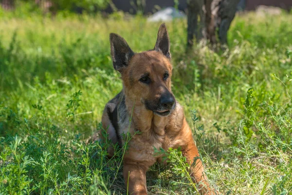 Yazın Yeşil Çimlerin Arasında Yaşlı Alman Çoban Köpeği — Stok fotoğraf