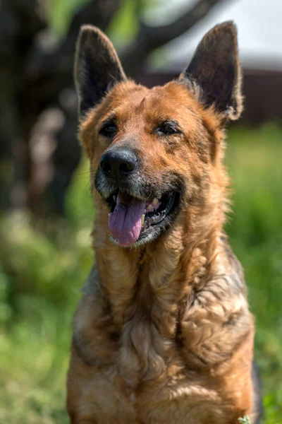 Gammal Tysk Herde Sommaren Bland Grönt Gräs — Stockfoto