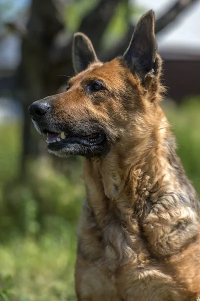 Vieux Berger Allemand Été Parmi Herbe Verte — Photo