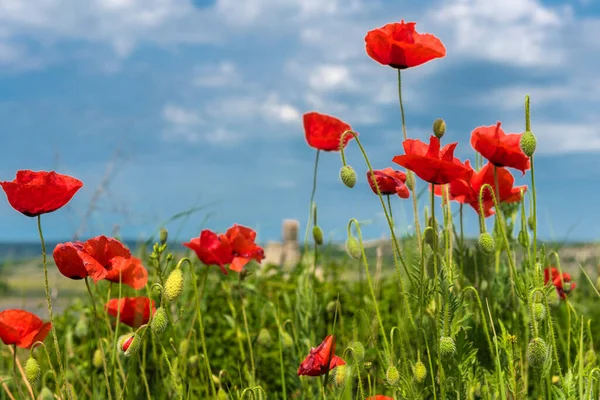 Amapolas Rojas Campo Entre Hierba Verde Cielo Azul Fotos De Stock