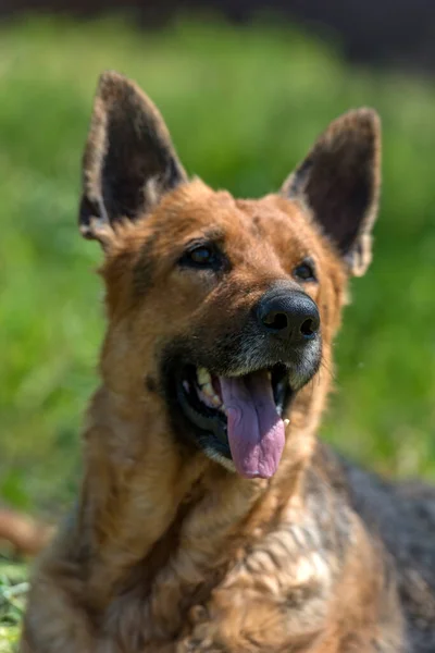 Old German Shepherd Summer Green Grass — Stock Photo, Image