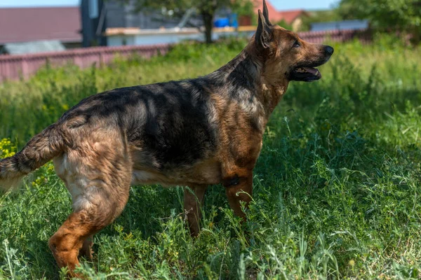 緑の草の間で夏に古いドイツの羊飼い — ストック写真