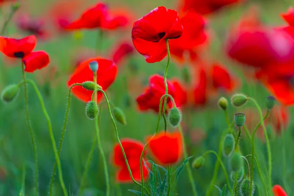 Soleadas Flores Amapola Roja Entre Fondo Hierba Verde — Foto de Stock