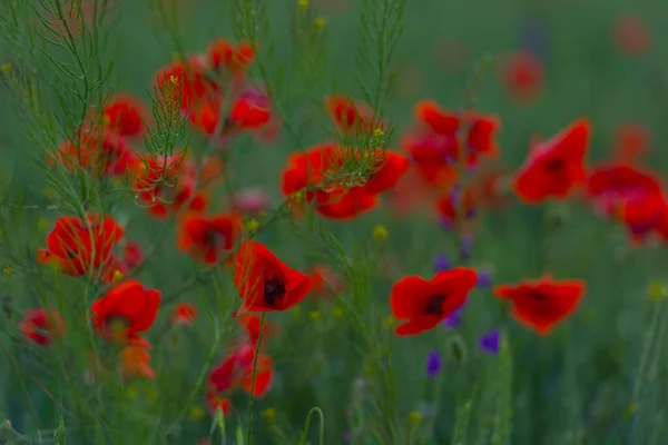 Soleadas Flores Amapola Roja Entre Fondo Hierba Verde — Foto de Stock