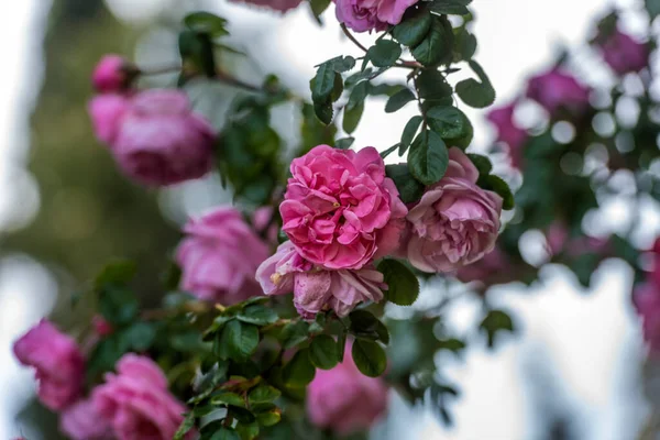 Pink Climbing Garden Rose Green Background Branch — Stock Photo, Image