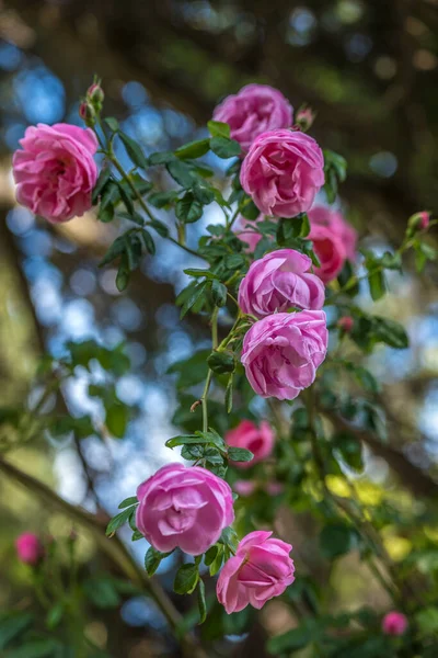Pink Climbing Garden Rose Green Background Branch — Stock Photo, Image