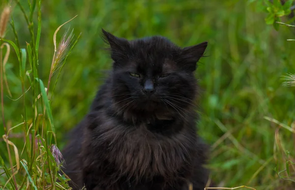 夏天在户外绿草上的黑猫 — 图库照片