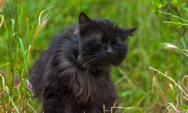 Schwarze Katze Sommer Freien Auf Grünem Gras Aus Nächster Nähe — Stockfoto