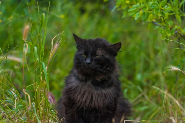 Schwarze Katze Sommer Freien Auf Grünem Gras Aus Nächster Nähe — Stockfoto