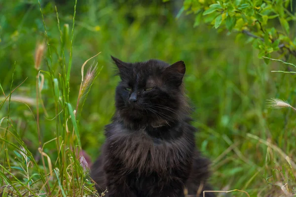 Schwarze Katze Sommer Freien Auf Grünem Gras Aus Nächster Nähe — Stockfoto