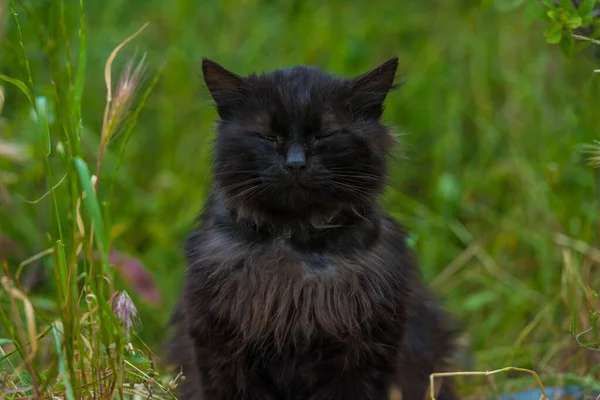 Μαύρη Γάτα Εξωτερικούς Χώρους Στο Πράσινο Γρασίδι Καλοκαίρι Κοντά — Φωτογραφία Αρχείου