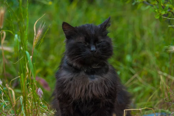 Gato Negro Aire Libre Sobre Hierba Verde Verano Cerca —  Fotos de Stock