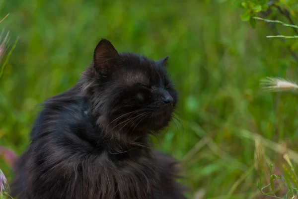 Gato Negro Aire Libre Sobre Hierba Verde Verano Cerca — Foto de Stock