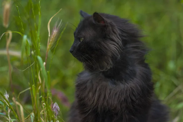 Schwarze Katze Sommer Freien Auf Grünem Gras Aus Nächster Nähe — Stockfoto