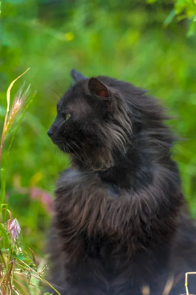 Gato Negro Aire Libre Sobre Hierba Verde Verano Cerca — Foto de Stock