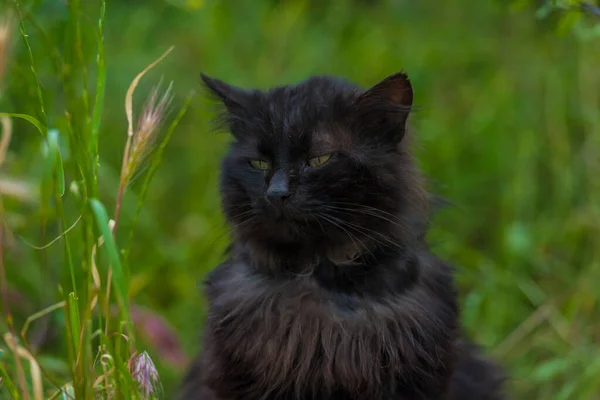 夏天在户外绿草上的黑猫 — 图库照片