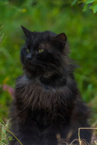 Schwarze Katze Sommer Freien Auf Grünem Gras Aus Nächster Nähe — Stockfoto