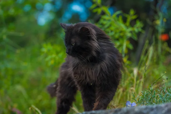 Svart Katt Utomhus Grönt Gräs Sommaren Närbild — Stockfoto