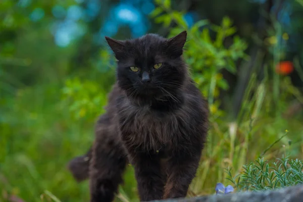 Schwarze Katze Sommer Freien Auf Grünem Gras Aus Nächster Nähe — Stockfoto