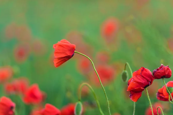 Flor Amapola Roja Entre Hierba Verde Día Soleado — Foto de Stock