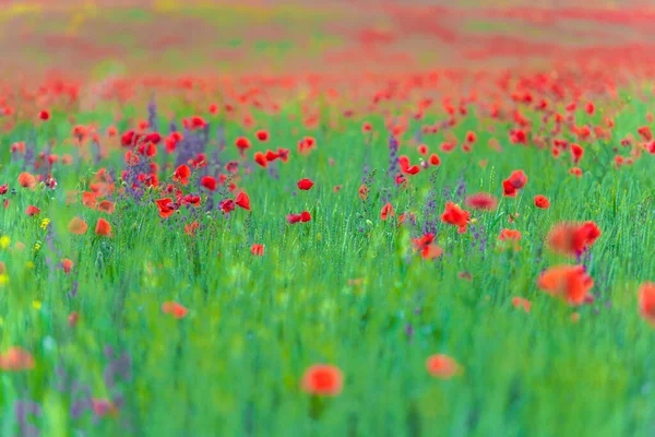 Mező Vörös Mákokkal Lila Virágokkal Tavasszal — Stock Fotó