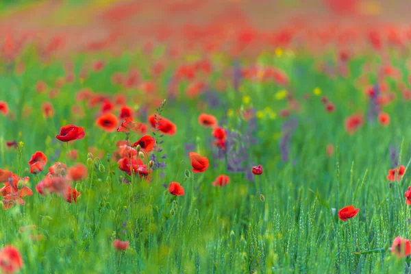 Flor Amapola Roja Entre Hierba Verde Día Soleado — Foto de Stock