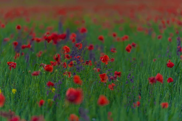Campo Com Papoilas Vermelhas Flores Roxas Primavera — Fotografia de Stock