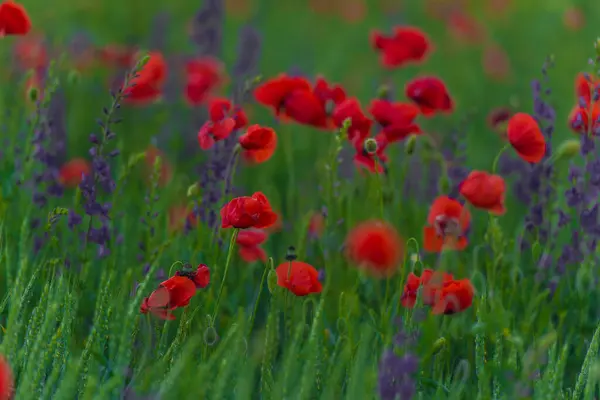 Campo Con Amapolas Rojas Flores Púrpuras Primavera — Foto de Stock